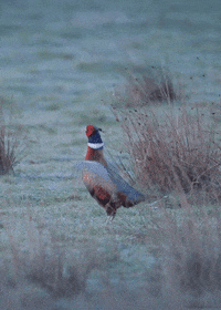 Common Pheasant Bird GIF