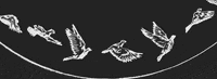 birds flying GIF by Primer
