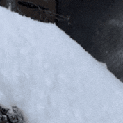 Artemis Hello GIF by John Ball Zoo