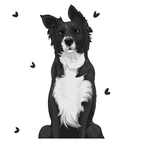 Border Collie Dog Sticker