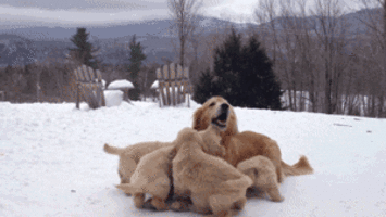 the who GIF