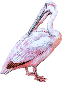 Bear Flamingo Sticker by Binske