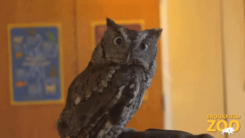Eyes Owl GIF by Brookfield Zoo