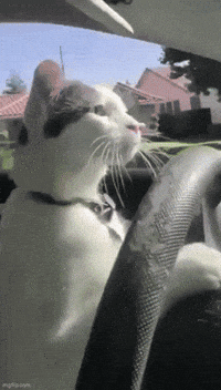nathanyearout cat driving GIF