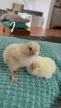 Question Frage GIF