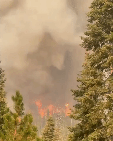 California's Windy Fire Engulfs Trees
