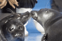 Third Wheel Kiss GIF