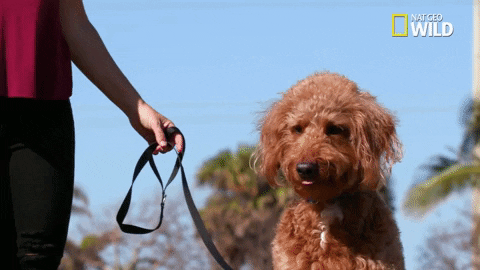 dog GIF by Nat Geo Wild