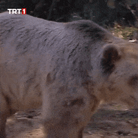 Where Are You Omg GIF by TRT