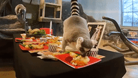 Brookfield Zoo Lemurs Dig Into Thanksgiving Feast