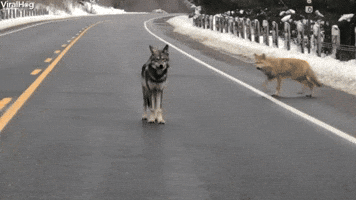 Coywolf Alpha Acting as Crossing Guard
