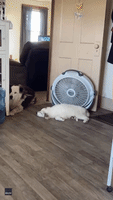 Dog Hilariously Glares at Owner as New Pup Plops Down in Cool Spot