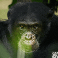 angry glare GIF by BBC America