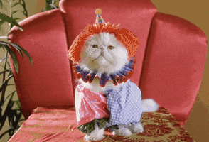 cat change GIF