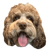 Dog Sticker by Diggs Pet