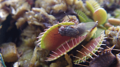 greenplanet giphyupload GIF