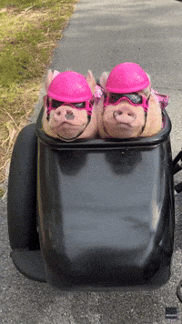 Pretty-in-Pink Pigs Hog E-Bike Sidecar