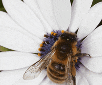bee GIF