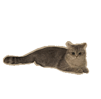 British Shorthair Cat Sticker
