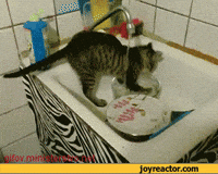 wash GIF