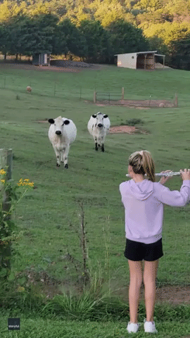 Cows Mesmerized by Young Girl Playing Flute