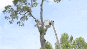 Tree Trimming Bucket Truck GIF by JC Property Professionals