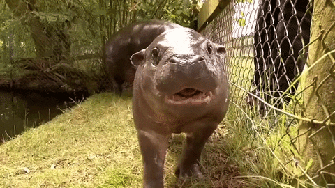 Hungry Hippo GIF