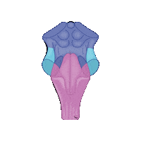 revmed study student brain medicine Sticker