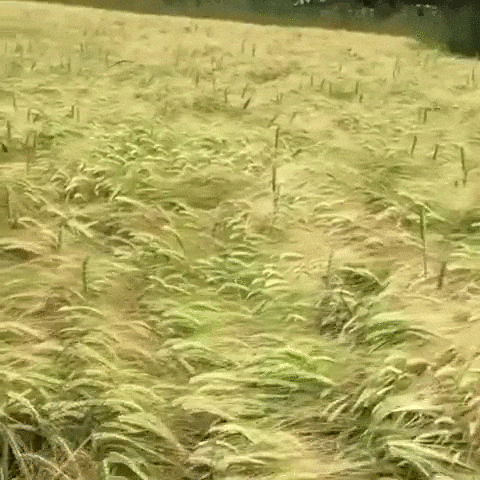 Dog Appears GIF