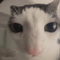 Cat Starring GIF