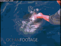 shark petting GIF