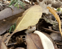 snake wildlife GIF by Rockbadger Productions