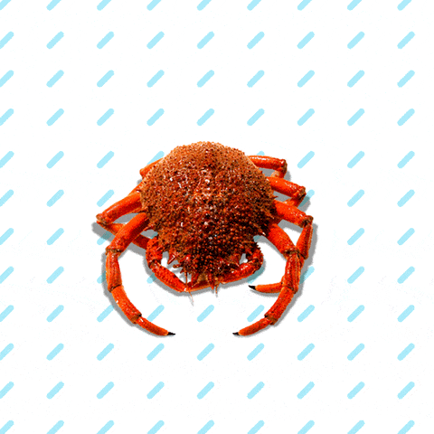 GIF by Carrefour España