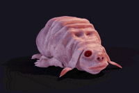 Sad Creature GIF