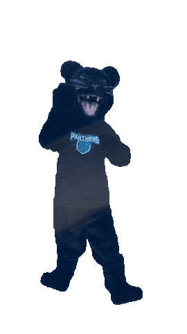 Academica Sticker by Somerset Panthers