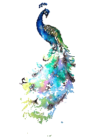 Birds Peacock Sticker by Carla James Artist