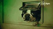 Hallo Party Animal GIF by KPN