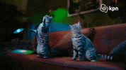 Hallo Party Animal GIF by KPN