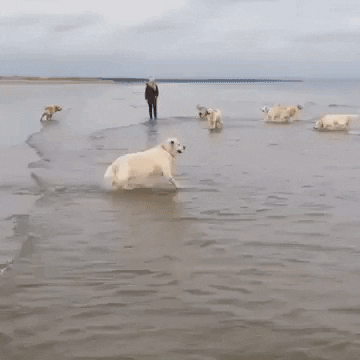 jermbly giphyupload GIF