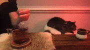 Cat Tea GIF