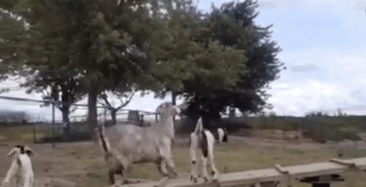 GIF by Random Goat
