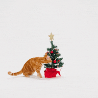 Explore Christmas Tree GIF by Petsure UK