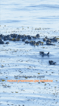 Floating Sea Otters GIF by Monterey Bay Aquarium