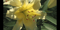 Flower Education GIF by DIIMSA Stock
