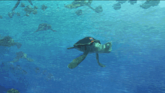 finding dory disney GIF by Disney/Pixar's Finding Dory