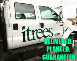 chicago trees GIF by iTreesChicago