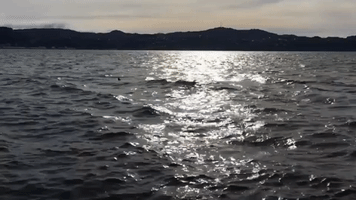 Pod of Orcas Spotted Frolicking in Wellington Harbour