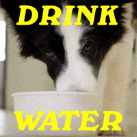 Drink Water GIF by Sealed With A GIF