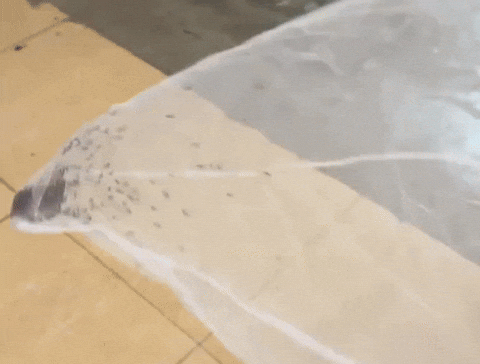 58d4b6a0e8004dd6a499524384e88c9f giphyupload GIF