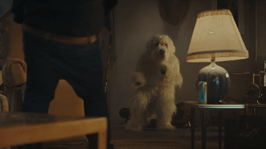 dance party dog GIF by Mountain Dew